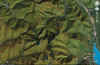 s2 google.jpg (140100 bytes)